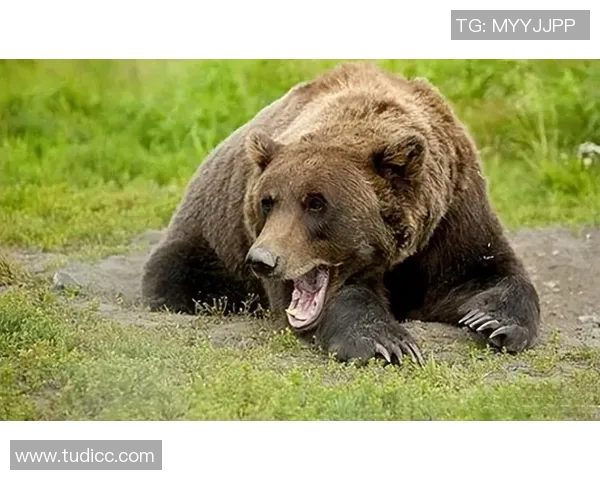 灰熊栖息地的变化对生态环境的影响及保护策略分析